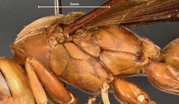Media type: image;   Entomology 35999 Aspect: thorax lateral